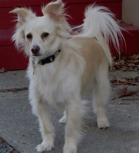 A small white dog with longer fringe hair on his tail, ears and back of his legs with dark eyes and a brown nose standing outside on a sidewalk in front of red steps.