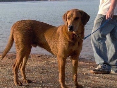 A tall large breed brown dog with wide long ears that hang down to the sides, a long wide muzzle and almond shaped eyes, a big black nose with a long tail standing on a beach on a leash that is being held by a man in blue pants, a yellow shirt and sneakers.