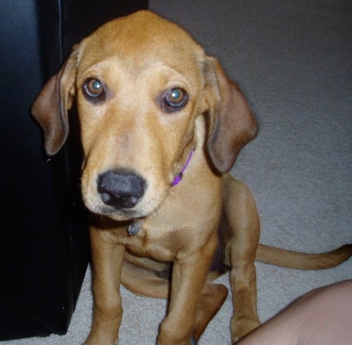 A brown hound looking puppy with ears that hang down to the sides, a black nose and brown eyes and a long tail wearing a purple collar sitting ona tan rug.