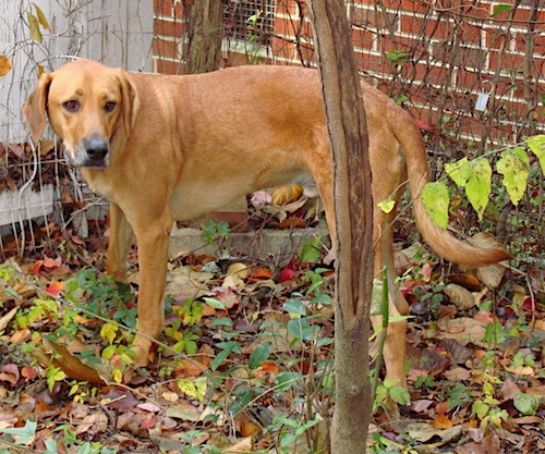 Side view of a large breed reddish-brown dog with long soft ears that hang down to the sides, a long tail and long legs standing next to a brick house in front of a small tree.