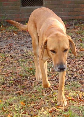 Front view of a red short haired tall dog with almond shaped light brown eyes and a black nose walking through leaves in front of a red brick house.