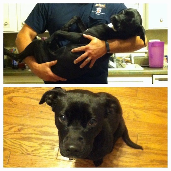 Two images put into one collage. On top is a man holding a relaxed black dog with a white chest belly-up in his arms in a kitchen in front of a sink full of dishes and the bottom image is of the same black dog sitting down on a hardwood floor looking up. THe dog has small rose shaped ears that are folded down and out to the sides and dark eyes with a shiny black coat.
