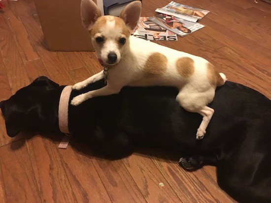 A medium-sized black dog wearing a light pink collar laying down on a hardwood floor with a small white with tan Chihuahua dog laying on her back. There is a pile of SELF magazines laying on the floor next to them