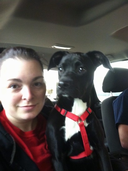 A girl wearing a red and black shirt inside a car next to a black dog who is wearing a red harness. The dog has a white patch on her chest, dark wide eyes and ears that fold down and out to the sides.