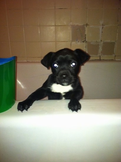 A small black puppy inside of a white bathtub with its paws up on the side looking like she wants to get out. She has a white patch on her chest and wide round eyes with small ears that fold down to the sides.