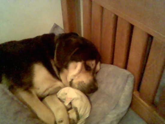 A large breed dog with extra skin, a big head and a thick body laying down on a person's bed with his head on the pillow.