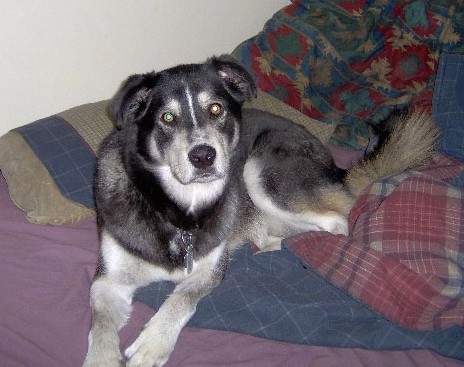 A large breed black, white and tan thick muscled dog with a long fluffy tail, ears that fold over to the sides, a black nose and round eyes laying down on a person's bed.