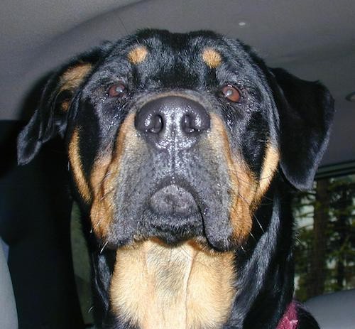 Front view head shot of a black and tan dog with small fold over ears, brown eyes, a big black nose and a large head.