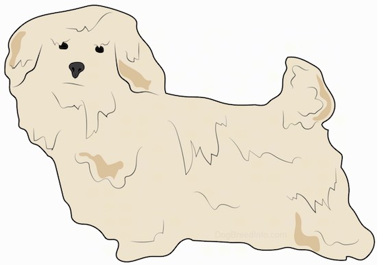 A drawing of a thick coated tan dog standing up. The dog has a small tail that is up in the air with ears that hang down to the sides, a black nose and black eyes.
