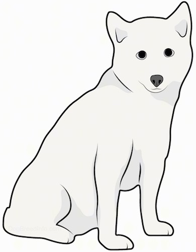 Front side view drawing of a thick coated white dog with small perk ears, a black nose and dark eyes.