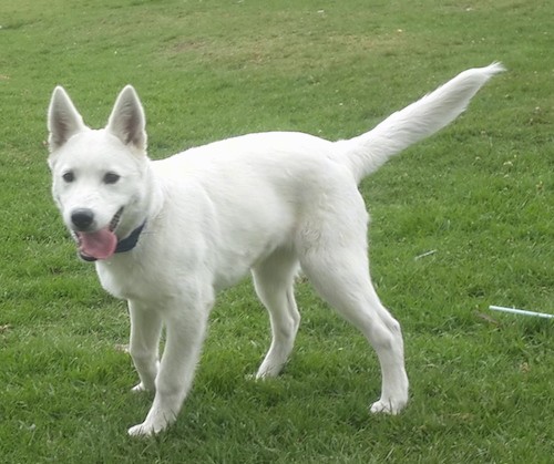A pure white, thick coated, shepherd looking dog with perk ears, a long tail with thick hair on it, dark eyes and a black nose standing in grass with her pink tongue hanging out.