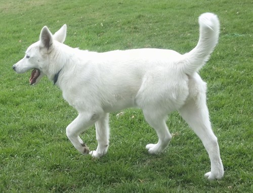 A pure white shepherd-type dog with large perk ears and a long tail walking in grass away from the camera.