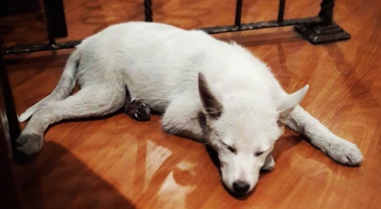 A white large breed puppy with large perk ears and a black nose laying down sleeping on a hardwood floor.