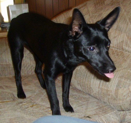 A medium sized shiny short, black coated dog with large perk ears, black eyes, a long muzzle and a nub for a tail standing on a tan couch with her pink tongue showing.