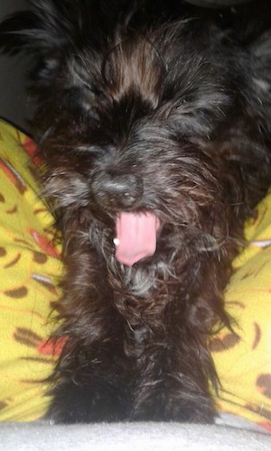 A long haired black dog yawning with her eyes closed and pink tongue sticking out.