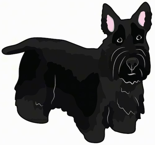 Front side view drawing of a black dog with a thick black coat, perk ears, wide round black eyes, a short straight tail and short legs with a body that is low to the ground standing.