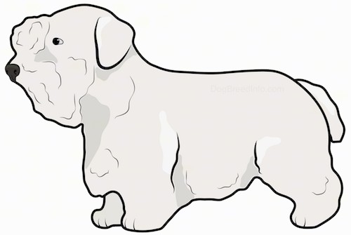 Side view of a drawing of a small dog with short legs, a thick coat, small hanging ears, a black nose and a long body.