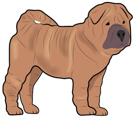 Side view of a drawing of a tan wide dog with a tail that curls over its back with a darker brown snout, small black eyes and a black nose with a square muzzle and a lot of extra skin and wrinkles standing up.
