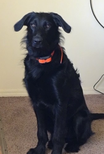 Front view of a large breed shiny, wavy coated black dog with brown eyes, longer hairs coming from the dog's neck and back, a black nose and ears that hang down to the sides wearing a bright orange collar sitting down on a tan carpet.
