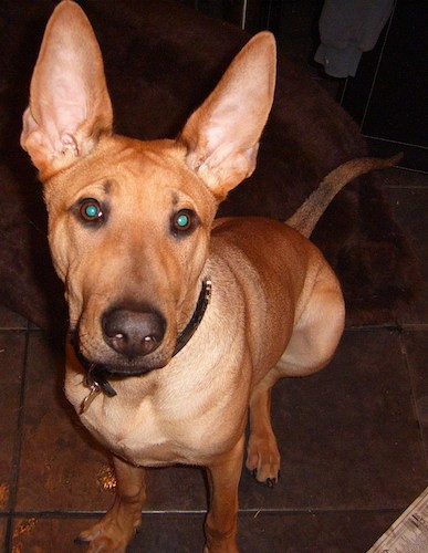 Front view of a short-haired tan dog with very large perk ears, round eyes, a dark nose and a long blocky muzzle wit a long tail sitting down.
