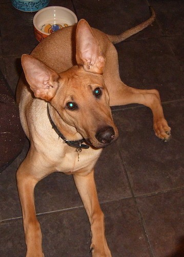 A large breed tan dog with a very short coat, wrinkles between his large perk ears, a dark nose and dark eyes laying down on a brown tiled floor.