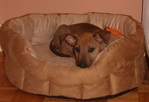 A small tan with black puppy curled up laying down in a round tan dog bed.