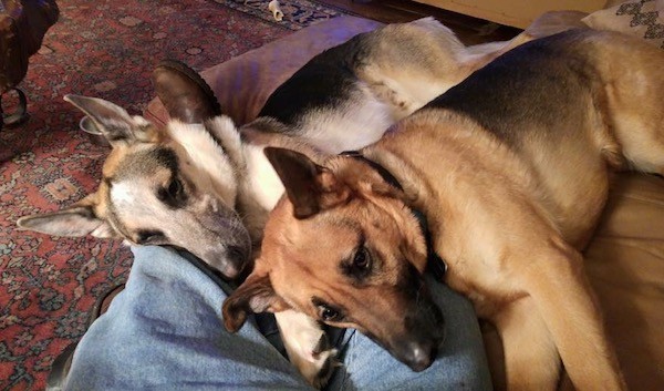 Two shepherd dogs, one tricolor and one black and tan laying down on a couch on the legs of a person wearing blue jeans. The dogs have large perk ears and long snouts