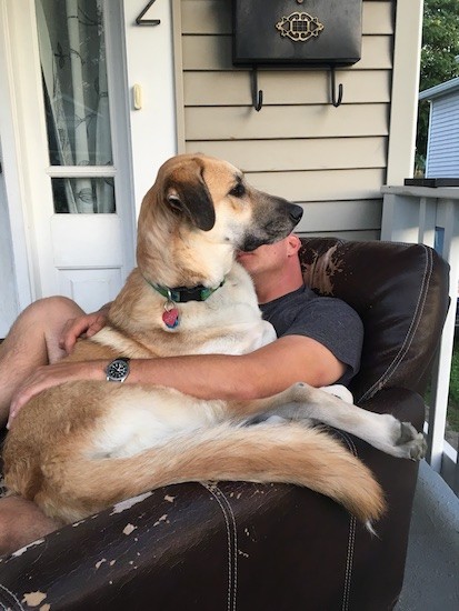 A tan dog with a black muzzle and black ears laying down on the lap of a man who is sitting on a black leather arm chair outside on the porch of a tan house.