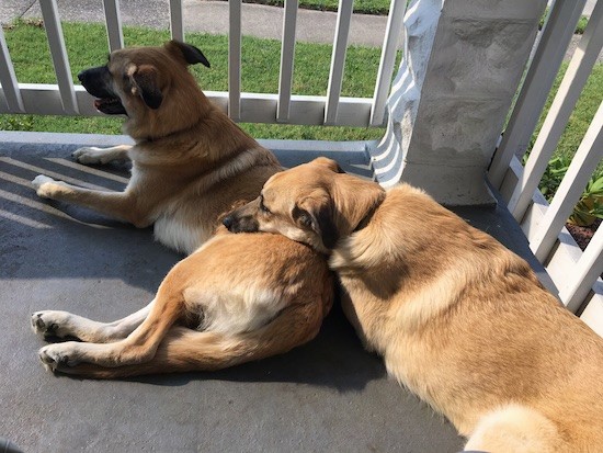 Two tan with black large breed dogs with thick coats and ears that fold over and out to the sides laying down on a gray porch. One dog has her head over the other dog's back.