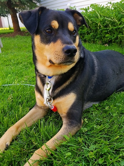 A large black and tan dog with tan circles above each dark eye a black nose and a tan muzzle with a little bit of white on his chest laying down in grass.