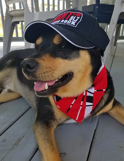 A big black and tan dog laying down outside in the shade on a tan deck wearing a black, white and red  radio station hat and a black, white and red bandanna.