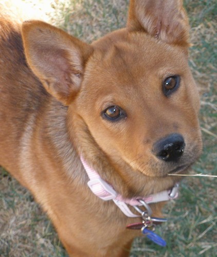An orange short but thick-coated dog with perk ears that come to a point at the tips, brown almond shaped eyes and a black nose standing outside in grass.