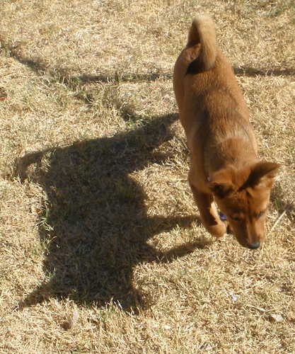 View from the top looking down at an rust brown colored dog walking across brown grass with her shadow to her left. The dog has a tail that curls up over her back, small perk ears and a black nose.