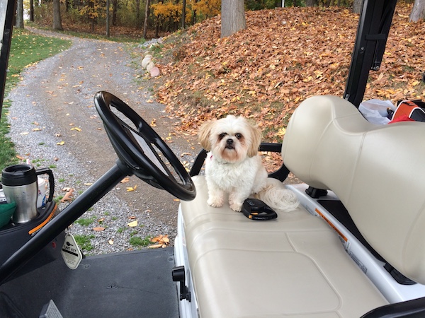 A small sized white with with tan non-shedding dog with long furry ears that hang down to the sides a pushed back face, black nose and black eyes sitting on a golf cart with a retractable leash sitting on the seat next to her.