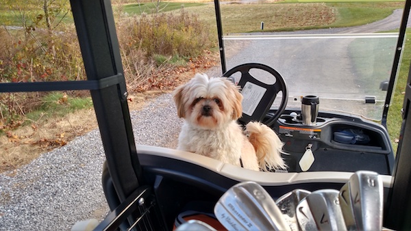 A white with tan toy sized non-shedding dog with a lot of fur on its face, ears that hang down to the sides, a tail that is curled up over its back with long fringe hair on it, a black nose and dark eyes with rust stains on its face sitting on the seat of a golf car looking back. There are golf clubs in the cart.