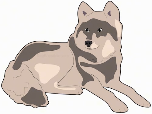 A drawing of a tricolor brown and tan, thick coated artic looking dog with perk ears and a very thick long tail with a black nose laying down.