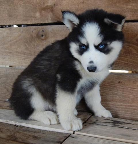 white siberian husky puppies with blue eyes