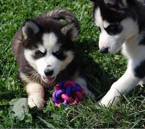 white siberian husky puppies with blue eyes