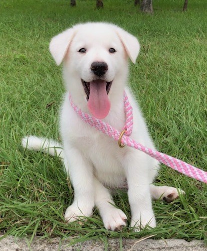 A fluffy, happy looking white puppy with soft ears that hang down to the sides, black eyes and a black nose sitting down in grass with a big pink tongue hanging out while on a pink leash.