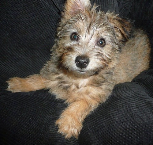 terrier mix breed puppies
