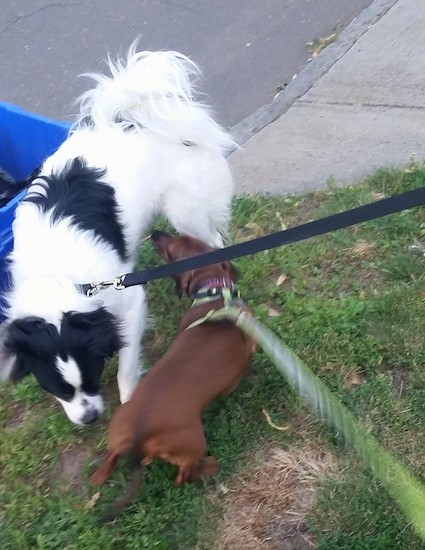 A longhaired black and white dog with a fringe tail that curls up over the dog's back standing in grass smelling a small long bodied, low to the ground brown Dachshund dog that is sniffing back. The dogs are on leashes standing in a small patch of grass.
