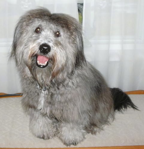 A small very thick coated long-haired gray dog with a black nose, brown eyes, ears that hang down to the sides with thick fur on them and a thick black long tail sitting down with his pink tongue showing looking happy.