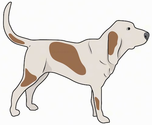 Side view drawing of a large, thick bodied tan and brown hound dog with long ears that hang down to the sides, a long tail and a large muzzle with a big black nose standing