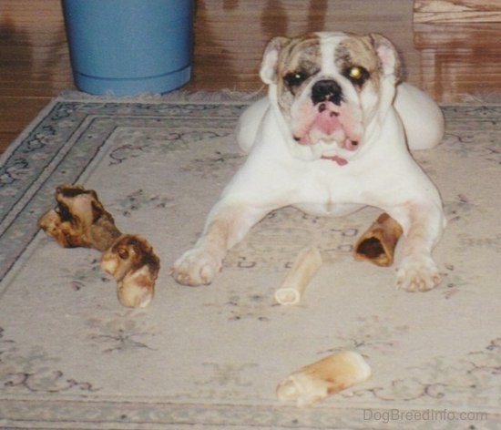 Front view of a wide chested, large headed white English Bulldog with a tan brindle symmetrical face laying down on a tan throw rug surrounded by dog bones.