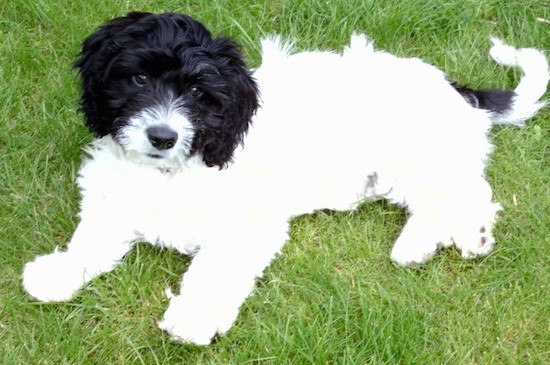 A small white fluffy puppy with a black head and black on his tail laying down in green grass. The pup has a black nose and dark eyes.