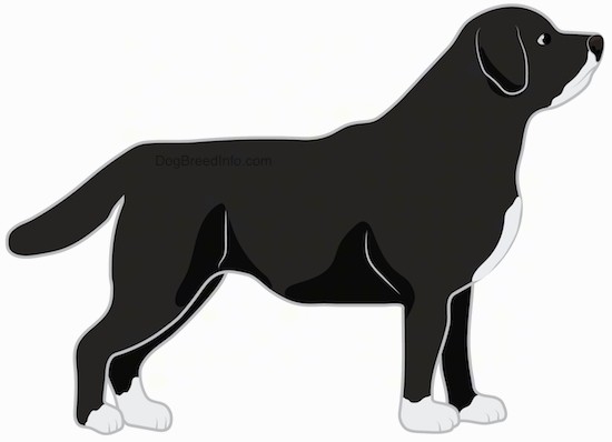 Side view drawing of a large breed black with white thick bodied, thick coated dog with white on its chin, chest and feet and a black body standing