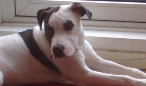 Side view upper body shot - a large white with brown bullly breed with a big head and a muscular body laying down with long front legs stretched in front of him. His nose is black, face and body are white with brown ears, brown around his eyes, brown on half his face and a brown strip across his white back laying down in front of an window inside of a house.