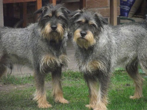 Two wiry looking gray dogs with tan on their snouts, above their eyes, on their chest and paws standing outside in grass in front of a brick building. The dogs look the same, with black noses and dark eyes and small ears that fold down to the sides.