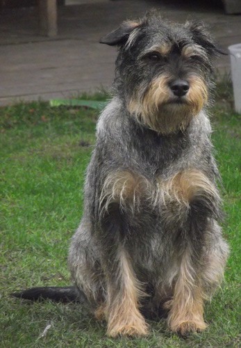 Front view of a wiry looking gray and tan dog with a black nose, dark lips, dark eyes with longer fringe hair on the eyebrows, chest and paws sitting outside in grass. The dog has a beard and longer hair on the snout.