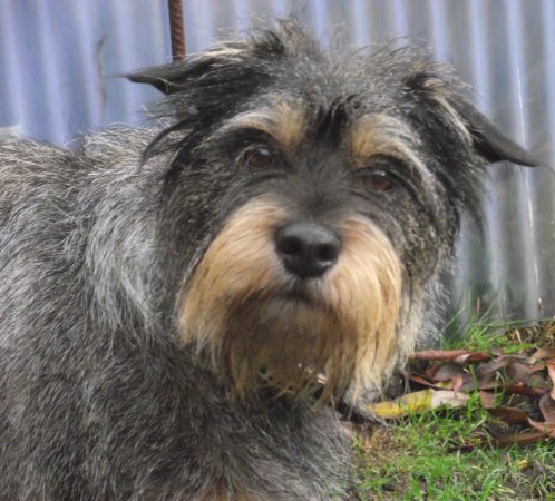 Head and upper body shot of a wiry gray dog with a tan muzzle with longer hair that looks like a beard and tan eyebrows with ears that stick out to the sides and a black nose standing outside in grass in front of a medal fence wall.